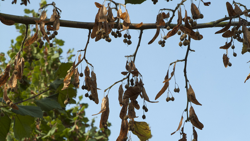 Tilia platyphyllos 'Delft' плоды