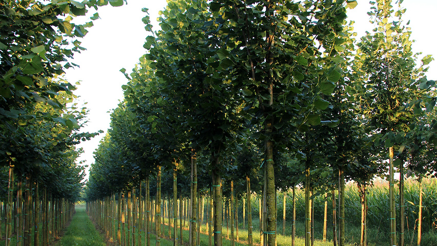 Tilia platyphyllos 'Delft' Деревья с высоким стволом (стандарт)