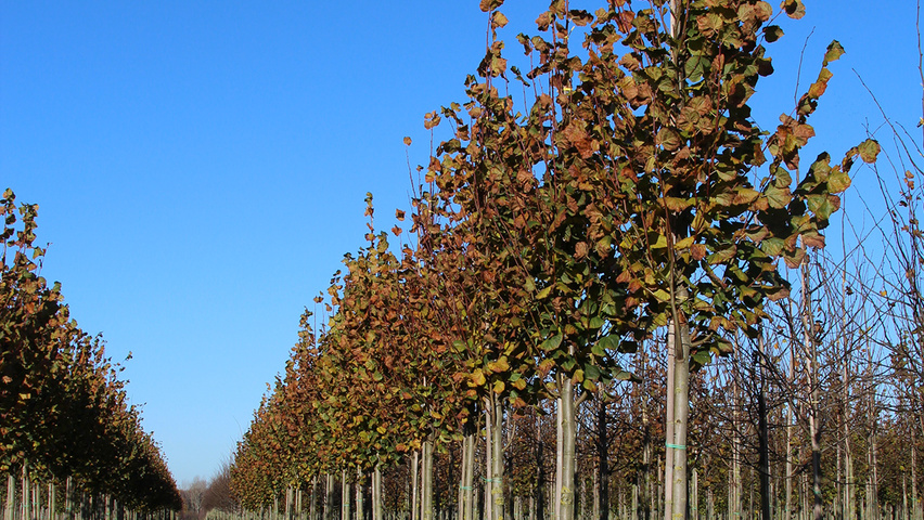 Tilia platyphyllos 'Delft' Деревья с высоким стволом (стандарт)