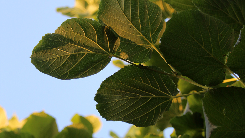 Tilia platyphyllos 'Delft' листья
