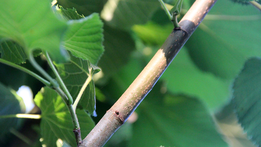 Tilia platyphyllos 'Delft' ветви