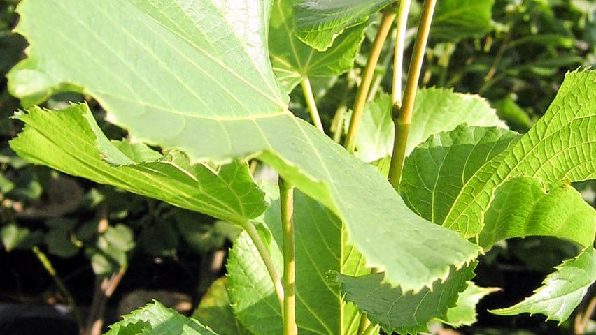 Tilia americana 'Fastigiata' leaves