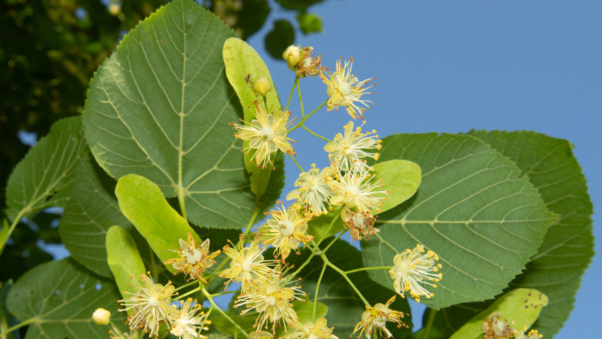 Tilia platyphyllos flowers