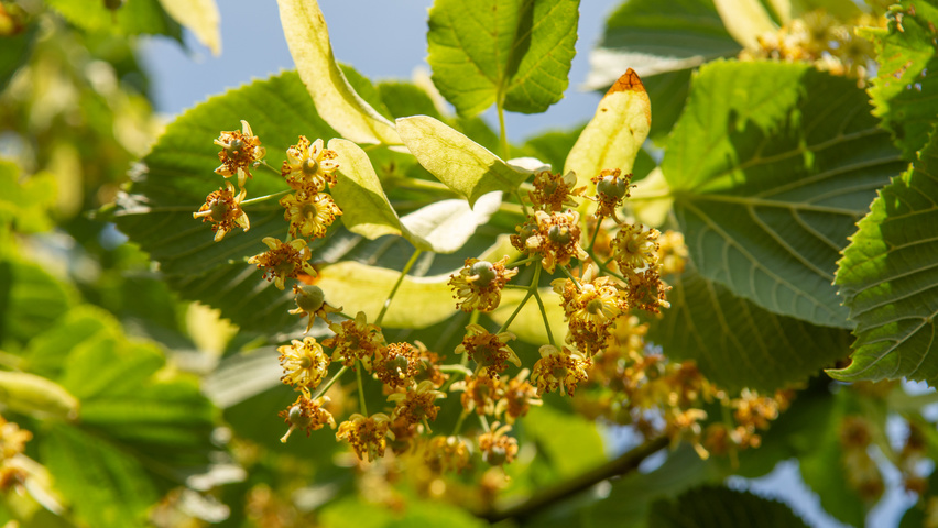 Tilia platyphyllos flowers