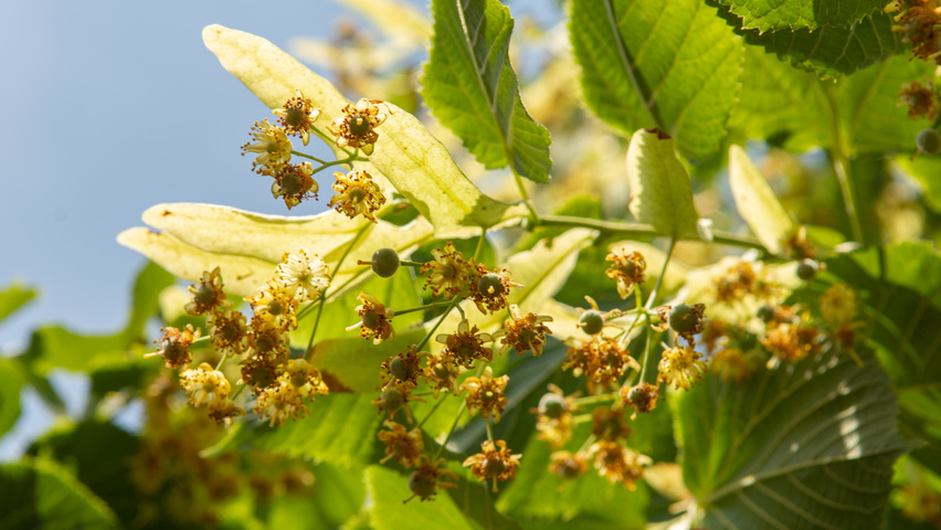 Tilia platyphyllos flowers