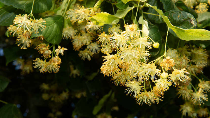 Tilia platyphyllos flowers
