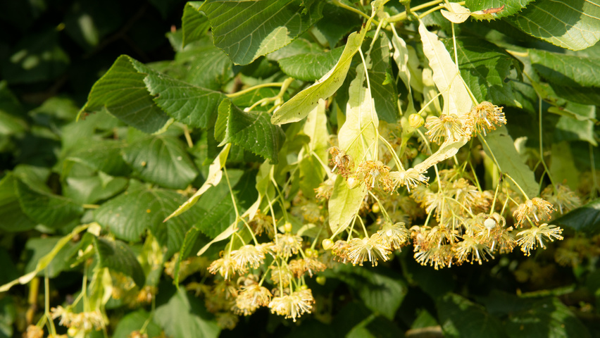 Tilia platyphyllos flowers