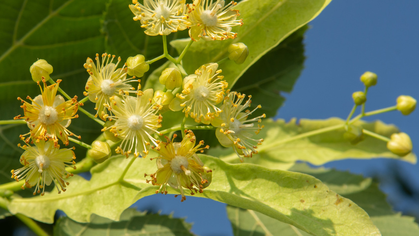 Tilia platyphyllos flowers