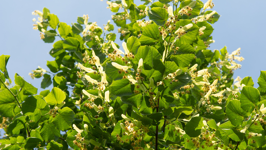 Tilia platyphyllos flowers