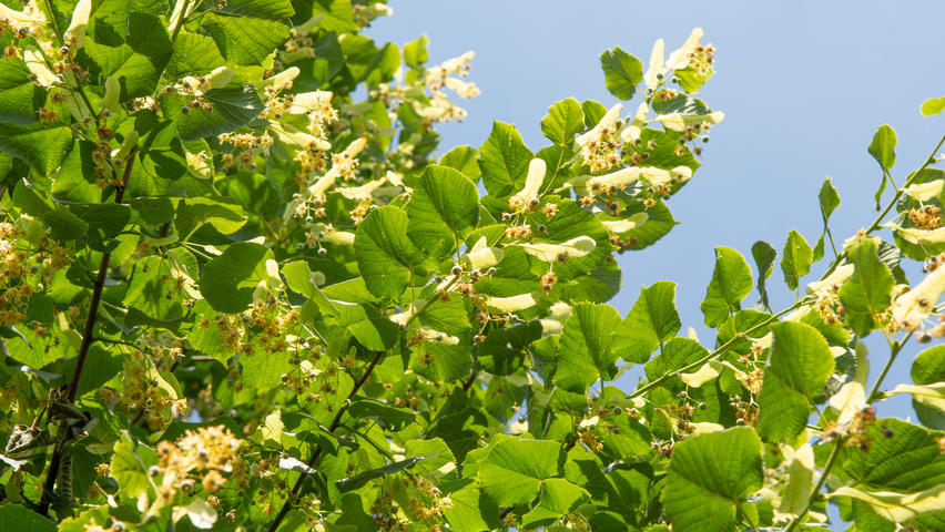 Tilia platyphyllos flowers