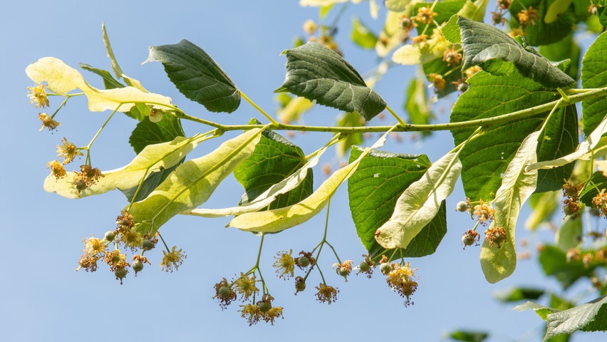 Tilia platyphyllos flowers