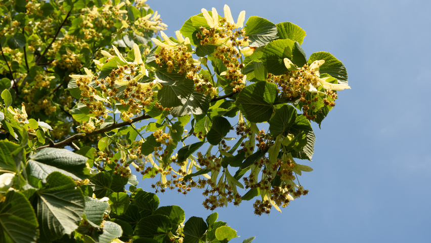 Tilia platyphyllos flowers