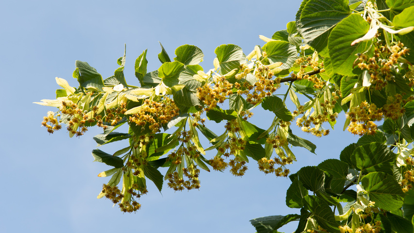 Tilia platyphyllos flowers