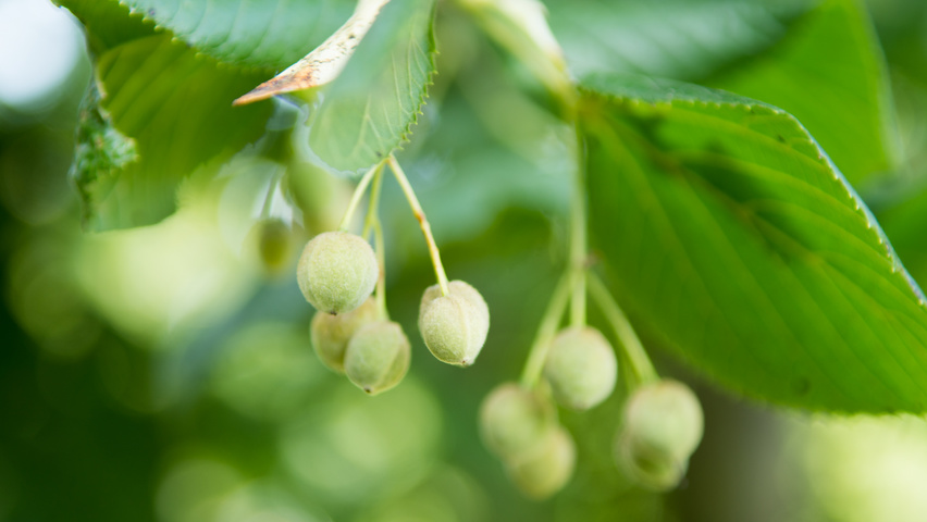 Tilia platyphyllos fruits