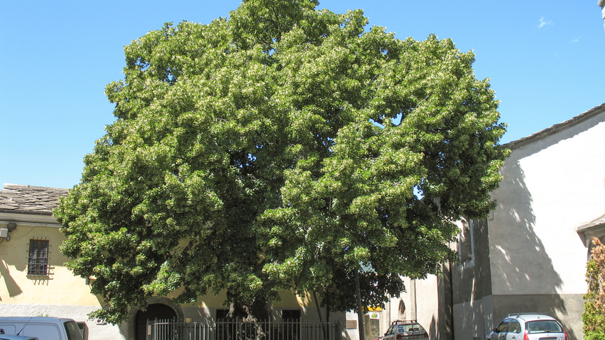 Tilia platyphyllos standard tree