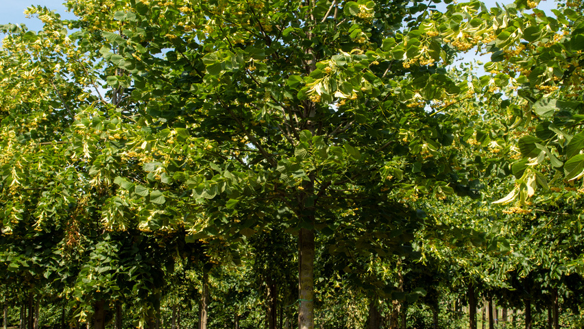 Tilia platyphyllos standard tree