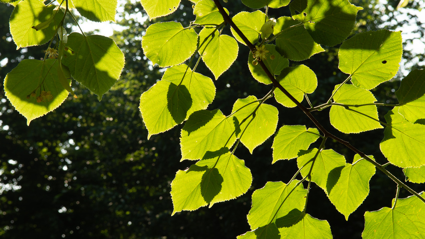 Tilia platyphyllos leaves