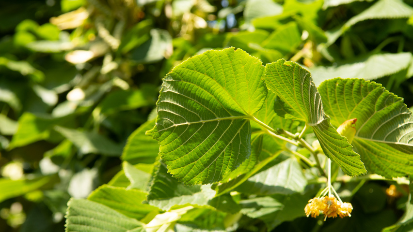 Tilia platyphyllos leaves