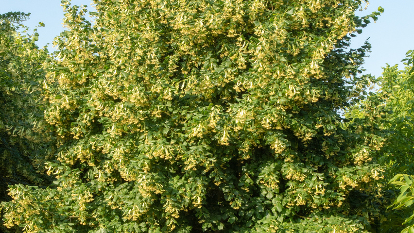 Tilia platyphyllos multi-stem