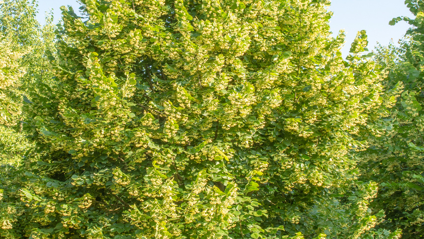 Tilia platyphyllos multi-stem