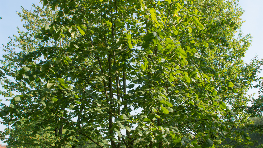 Tilia platyphyllos multi-stem umbrella
