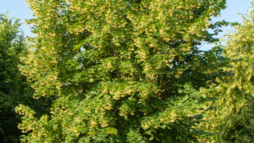 Tilia platyphyllos multi-stem umbrella