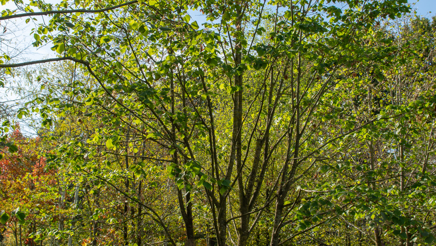 Tilia platyphyllos multi-stem umbrella