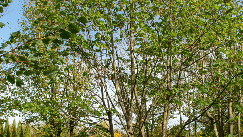 Tilia platyphyllos multi-stem umbrella