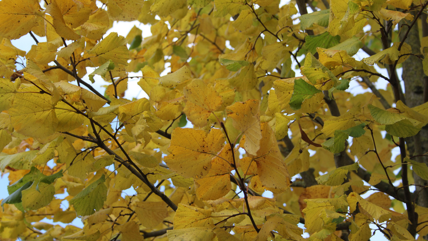 Tilia platyphyllos 'Örebro' Herbstblatt