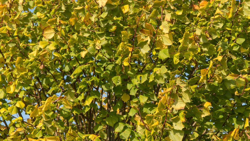 Tilia platyphyllos 'Örebro' Herbstblatt