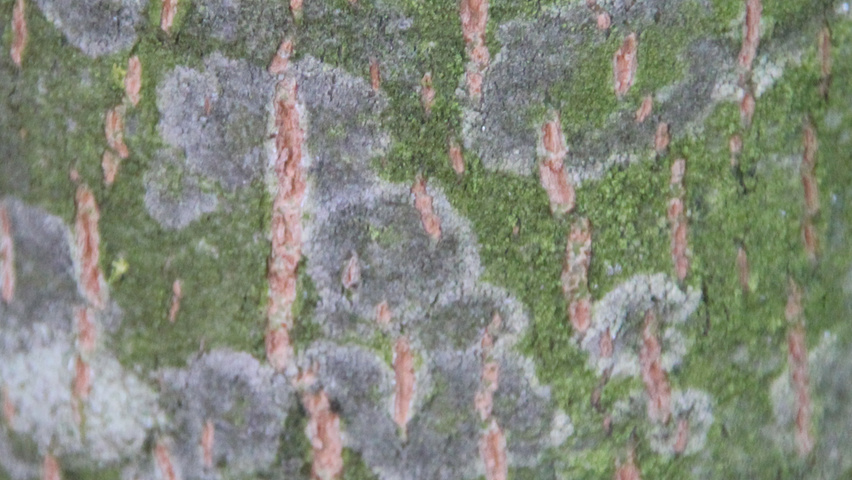 Tilia platyphyllos 'Örebro' Rinden