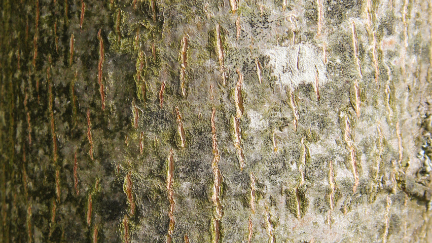 Tilia platyphyllos 'Örebro' Rinden