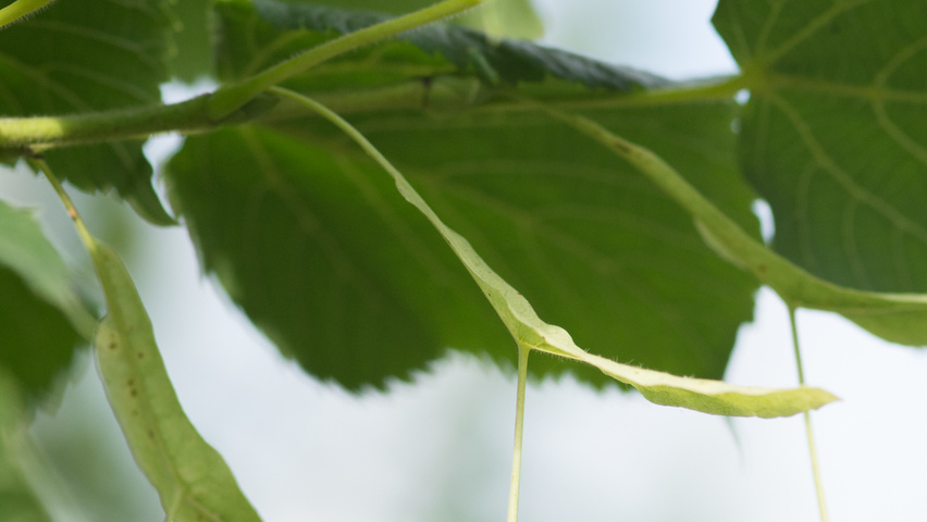 Tilia platyphyllos 'Örebro' Frucht