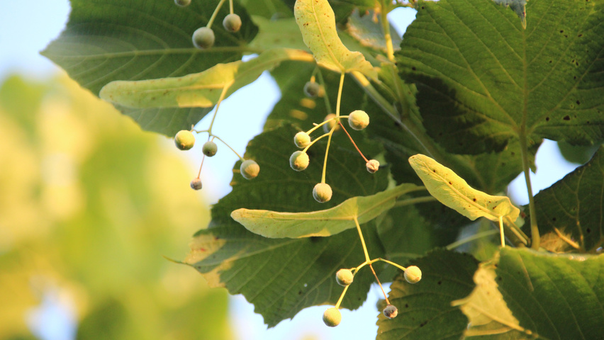 Tilia platyphyllos 'Örebro' Frucht