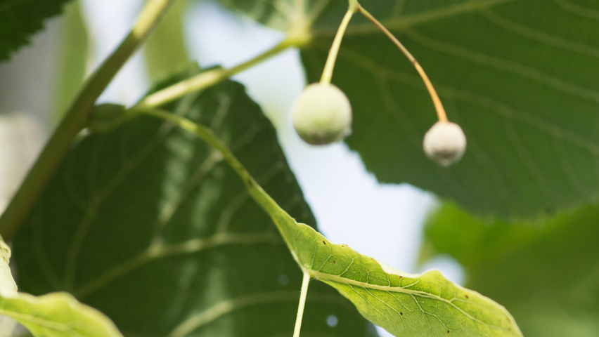 Tilia platyphyllos 'Örebro' Frucht