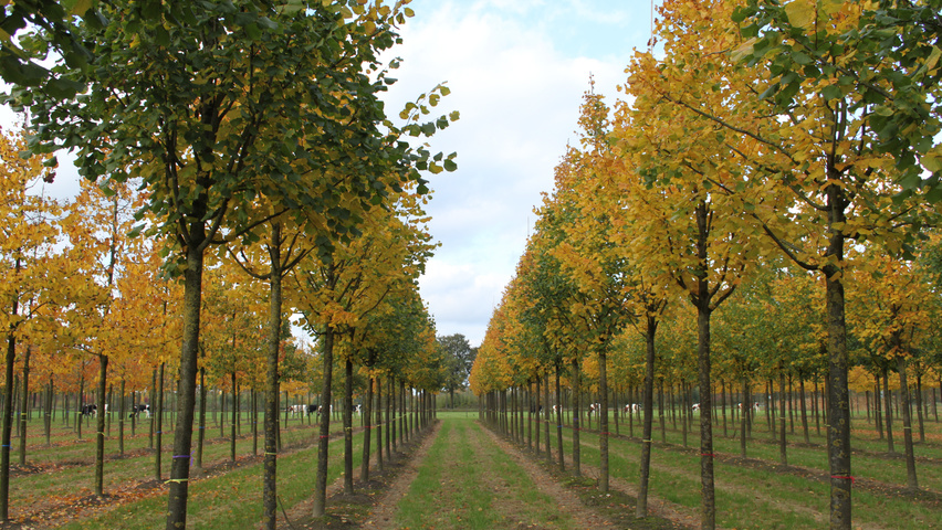 Tilia platyphyllos 'Örebro' hochstämmig