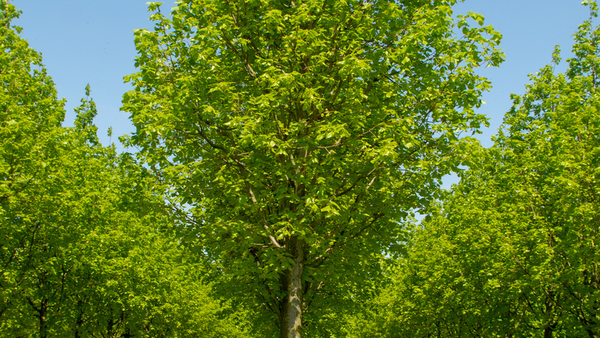 Tilia platyphyllos 'Örebro' hochstämmig