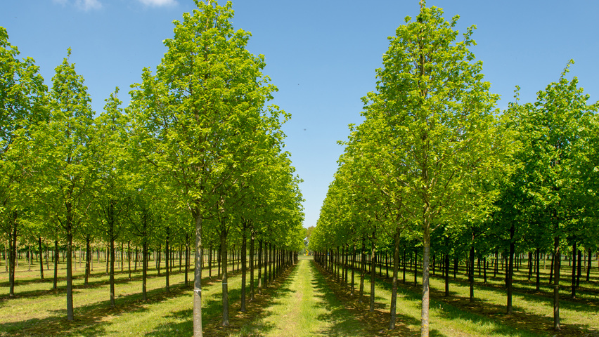 Tilia platyphyllos 'Örebro' hochstämmig