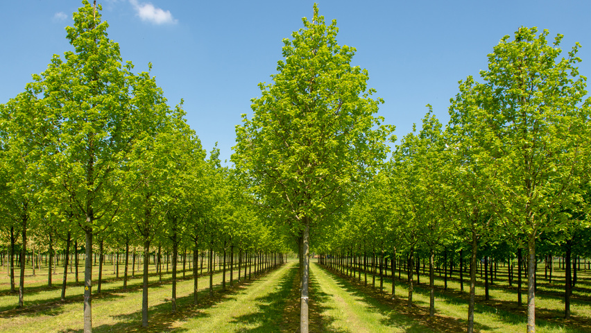 Tilia platyphyllos 'Örebro' hochstämmig