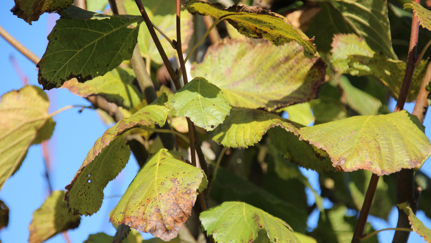 Tilia platyphyllos 'Örebro' Blatt