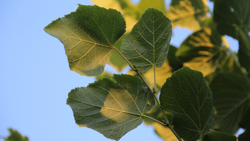 Tilia platyphyllos 'Örebro' Blatt