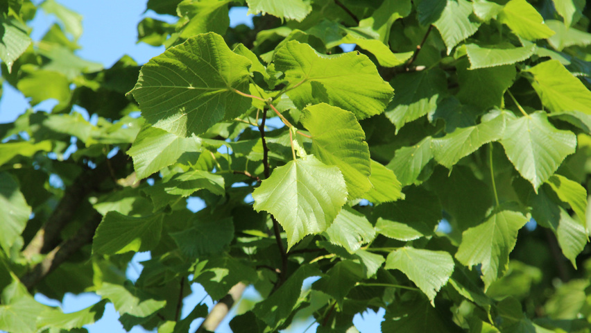 Tilia platyphyllos 'Örebro' Blatt