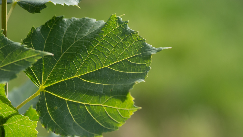 Tilia platyphyllos 'Örebro' Blatt