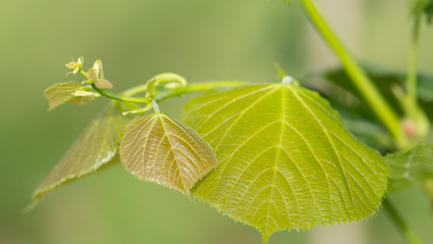 Tilia platyphyllos 'Örebro' Blatt