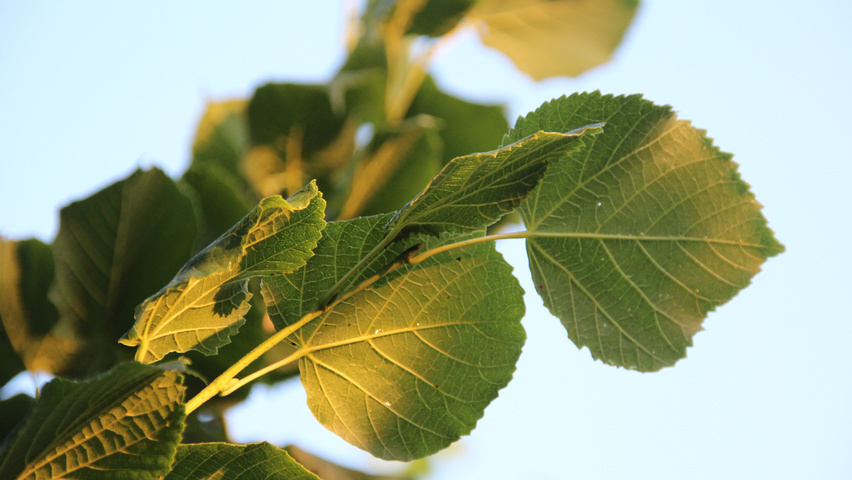 Tilia platyphyllos 'Örebro' Blatt