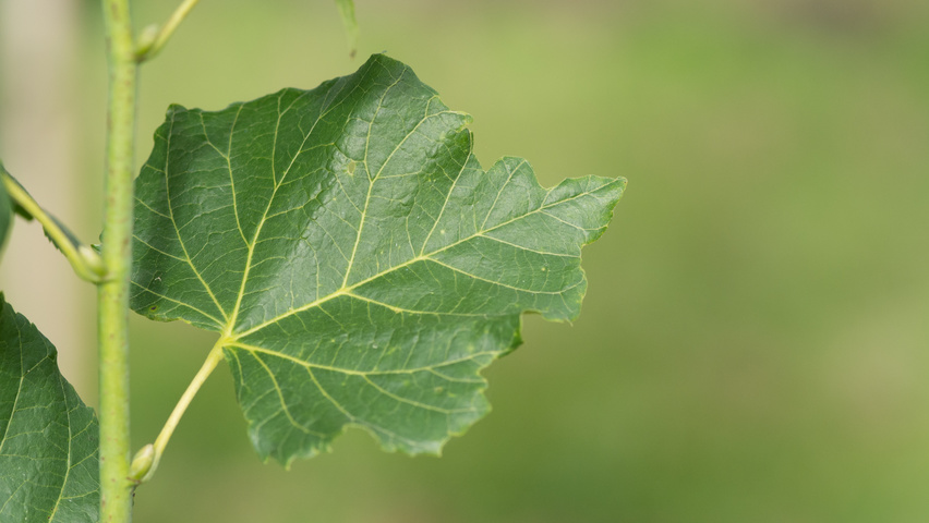 Tilia platyphyllos 'Örebro' Blatt