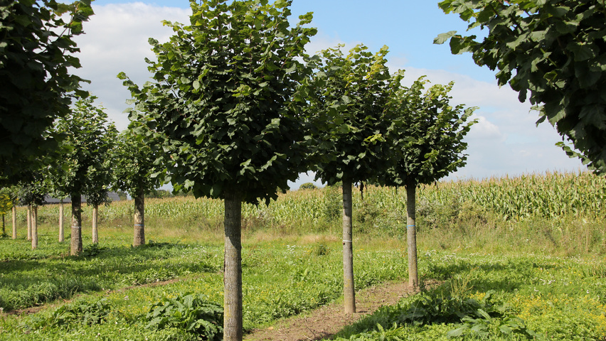 Tilia platyphyllos 'Örebro' Kopfform