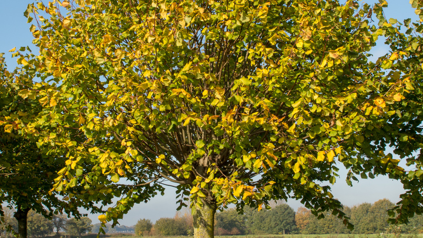 Tilia platyphyllos 'Örebro' Kopfform