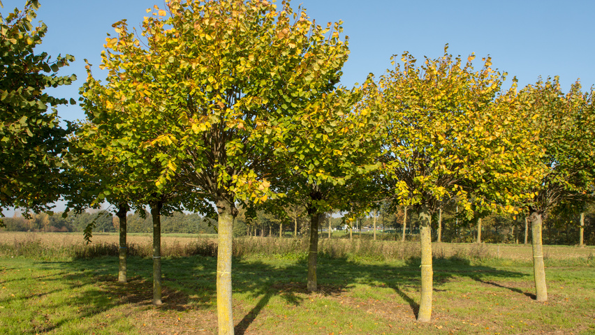 Tilia platyphyllos 'Örebro' Kopfform