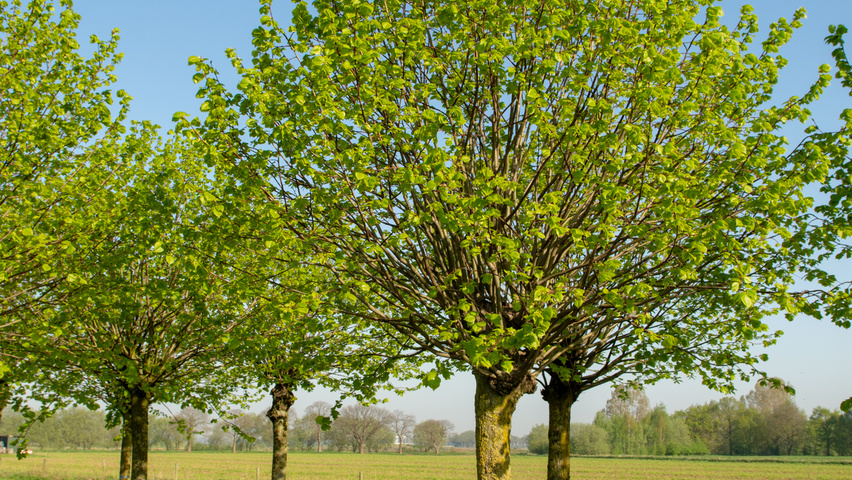 Tilia platyphyllos 'Örebro' Kopfform
